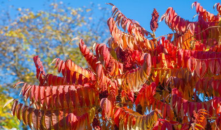 Autumn leaves on the branches of trees. Autumn is the hardest time of the year. All the leaves fall...