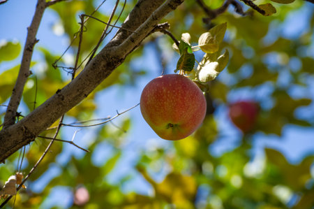 Apples. the orchard smelled of wet wood and ripe fruit. It was a strong, dizzying aroma, and nothing else could compare to it.の写真素材