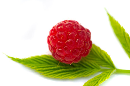 Raspberry is juicy and perfect for your most fruity mood. Give some joy to your table. Surprisingly sweet, these berries will lift your spirits with an explosive flavor.の写真素材