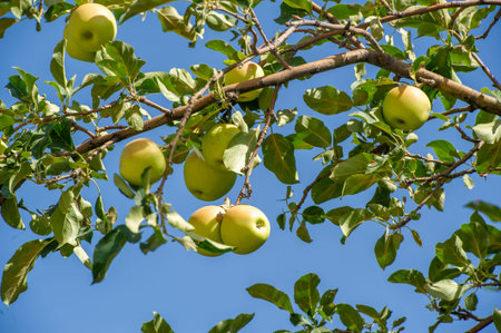 Apples. Apple trees don't need the fruits they produce. However, he gives his whole life to create it for those who do it.の写真素材