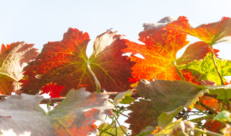 Autumn red leaves on the vine. There is something incredibly nostalgic and meaningful about the annual fall leaf cascade.の写真素材