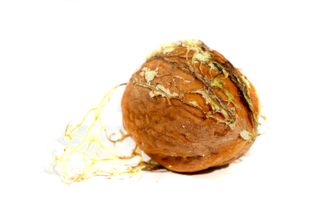 Walnut. I can eat black walnut all the time, it's not the taste of the week!の写真素材