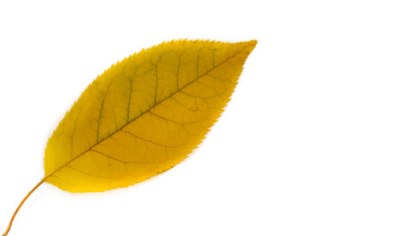 Autumn leaves on a white background. Love the trees until the leaves fall off and then invite them to try again next year. Sweater weather is better togetherの写真素材