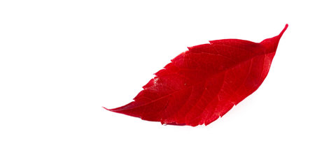 Autumn leaves on a white background. Autumn is everyone's favorite season. The leaves are changing color, the air is crisp and the weather is perfect for outdoor activities.の写真素材