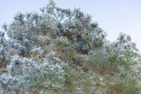 The mountains. Winter. Where you can enjoy the winter idyll in peace and quiet. Only in my photos. A...