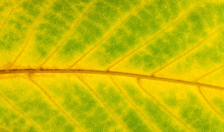 Autumn leaves on the branches of trees. Autumn leaves fall filling the streets; golden colors on the lawn, a joke or a treat of nature!の写真素材