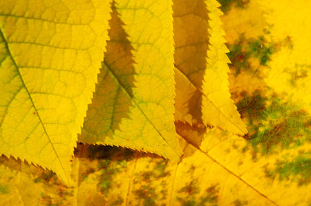 Autumn leaves on a white background. Autumn leaves don't fall, they fly. They take their time and...