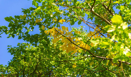 Autumn leaves on the branches of trees. There is something incredibly nostalgic and meaningful about...