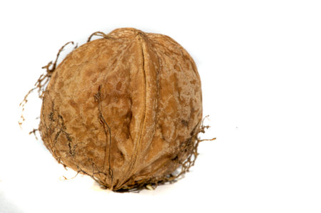 Walnut. I can eat black walnut all the time, it's not the taste of the week!の写真素材