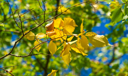 Autumn leaves of a walnut. October, fresh, hazy, golden October, when the light is sweet and heavyの写真素材