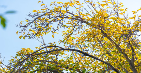 Autumn leaves on the branches of trees. A falling leaf, speaking of the death of autumn, in a more...