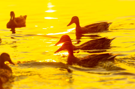 Watch the ducks swimming peacefully in the serene river. Enjoy the calm setting sun as it creates a beautiful backdrop. Relax to unwind and find inner peace.の写真素材