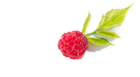 Raspberry is sexy, juicy and perfect for your most fruity mood. Give some joy to your table. Surprisingly sweet, these berries will lift your spirits with an explosive flavor.の写真素材