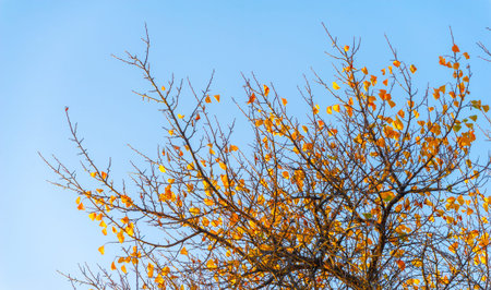 Autumn leaves on the branches of trees. There is something incredibly nostalgic and meaningful about...