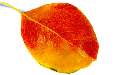 Autumn leaves on a white background. Autumn is everyone's favorite season. The leaves are changing color, the air is crisp and the weather is perfect for outdoor activities.の写真素材