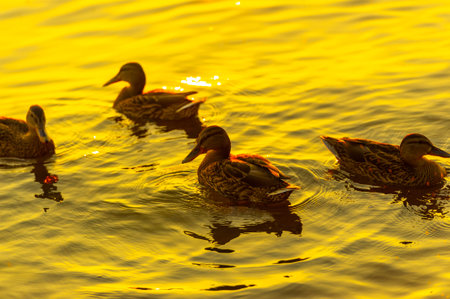Enjoy the peaceful and serene scene with ducks swimming in the river. Enjoy the tranquility as the setting sun creates a beautiful backdrop. The perfect moment to relax and unwindの写真素材