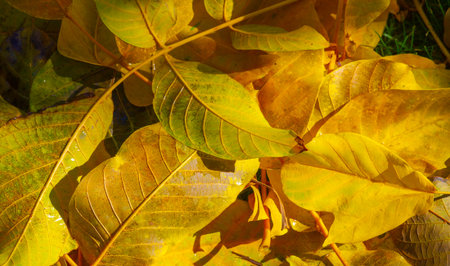 Autumn leaves on the lawn. As autumn draws to a close, lawn leaf fall is just as inevitable as night is approaching.の写真素材