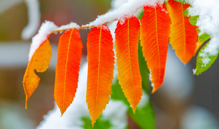 The first snow fell on autumn leaves. In the garden, autumn is truly the crown of the year, bringing us the fruits of months of thought, care and hard work. until Novemberの写真素材