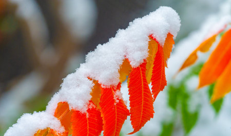 The first snow fell on autumn leaves. Winter is an engraving, spring is a watercolor, summer is an oil painting, and autumn is a mosaicの写真素材