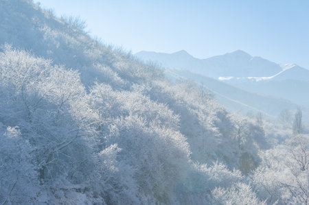 The mountains. Winter. No fuss, no deadlines, just absolute peace and relaxation. Deep snow-covered forests, rough trees and shrubs, white tops of snow-covered treesの写真素材