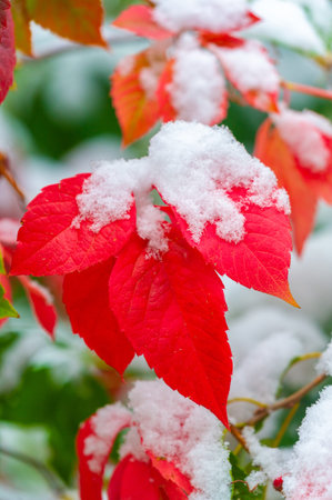The first snow fell on autumn leaves. In the garden, autumn is truly the crown of the year, bringing us the fruits of months of thought, care and hard work. until Novemberの写真素材