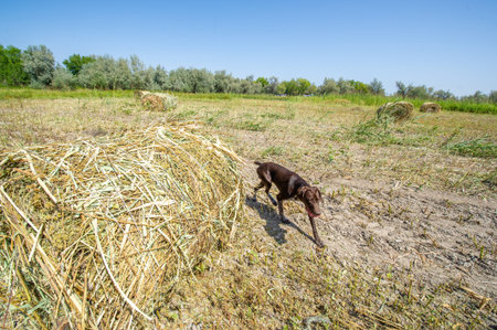 A dog trained to hunt in the steppe regions. Capable of effectively tracking down and retrieving...