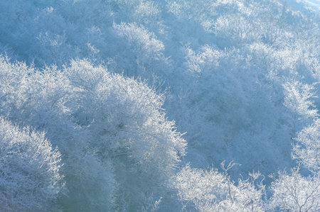 The mountains. Winter. No fuss, no deadlines, just absolute peace and relaxation. Deep snow-covered forests, rough trees and shrubs, white tops of snow-covered treesの写真素材