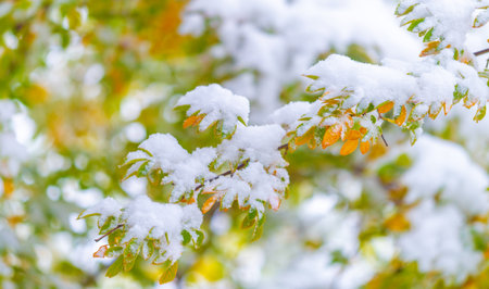 The first snow fell on autumn leaves. Autumn has come golden. Nature trembles, turns pale, As a victim, he left majestically.の写真素材