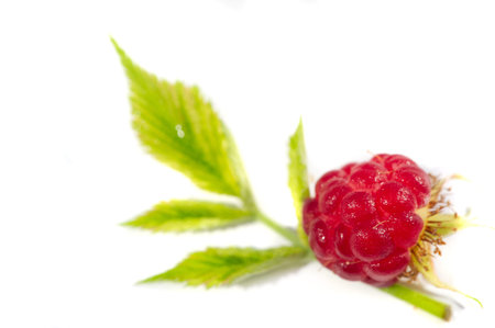 Raspberry. In late summer, native raspberries make their way from the fields to your refrigerator in...