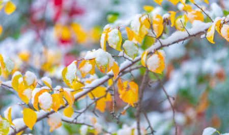 The first snow fell on autumn leaves. In the garden, autumn is truly the crown of the year, bringing us the fruits of months of thought, care and hard work. until Novemberの写真素材