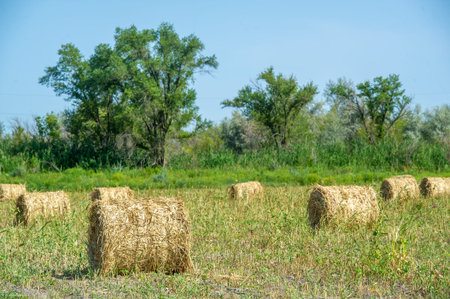High quality hay in a handy roll shape Perfect for livestock feed or landscaping Grown in bright...