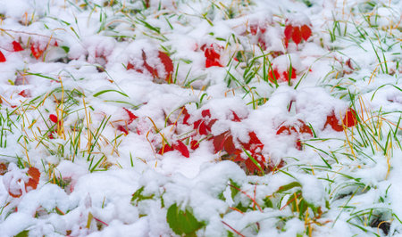 The first snow fell on autumn leaves. Autumn has come golden. Nature trembles, turns pale, As a victim, he left majestically ..の写真素材
