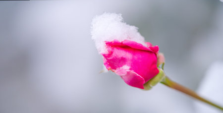 The beauty of the red rose contrasts with the first snowfall. A symbol of perseverance and grace in the face of change. A reminder of nature that even in harsh environments beauty can flourish.の写真素材