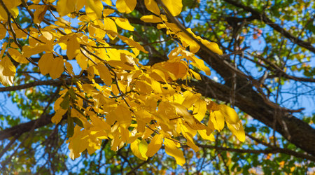 Autumn leaves on the branches of trees. No spring and summer beauty has such grace as I saw in one...