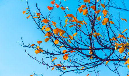 Autumn leaves on the branches of trees. In every change, in every falling leaf, there is some pain, some beauty. This is how new leaves growの写真素材