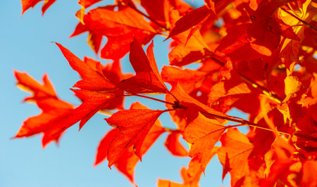 Autumn leaves on the branches of trees. Cascade tangerine red. From kaleidoscopic leaves. Creates a tapestry of autumn magic On the emerald carpet of the passing summerの写真素材