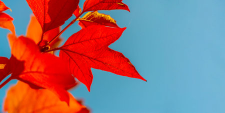 Autumn leaves on the branches of trees. No spring and summer beauty has such grace as I saw in one...