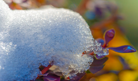 The first snow fell on autumn leaves. The most mysterious time of the year. Autumn wind and cold light cover some parts of the earth from the end of August.の写真素材