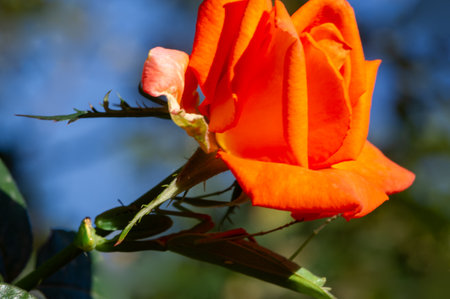 Garden rose. Shallow depth of field. Vitality fills the entire bouquet, fully opening into a large flower with a high center, ruffled petals, and an intoxicating scent of lavender.の写真素材