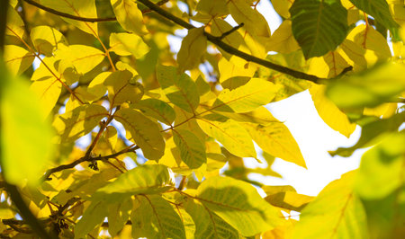 Autumn leaves of a walnut. Isn't this a real autumn day? It is the calm melancholy that I love that...