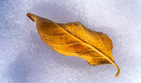Autumn leaves on the lawn. As autumn draws to a close, lawn leaf fall is just as inevitable as night...