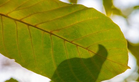 Autumn leaves of a walnut. Isn't this a real autumn day? It is the calm melancholy that I love that...