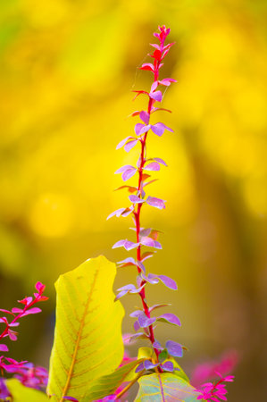 Autumn leaves on the branches of trees. The heart of autumn must have broken here and poured its...