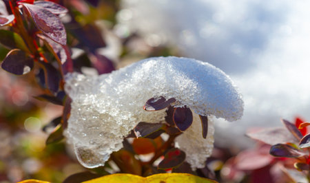 Snow fell on autumn leaves. I love the change of seasons. I know it's time to be grateful for all we have and cherish the moments with family and friends as we prepare for the coming winter.の写真素材