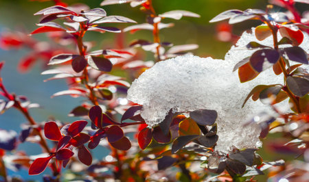 The first snow fell on autumn leaves. The most mysterious time of the year. Autumn wind and cold...