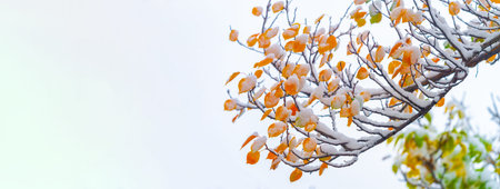 The first snow fell on autumn leaves. Winter is an engraving, spring is a watercolor, summer is an oil painting, and autumn is a mosaicの写真素材