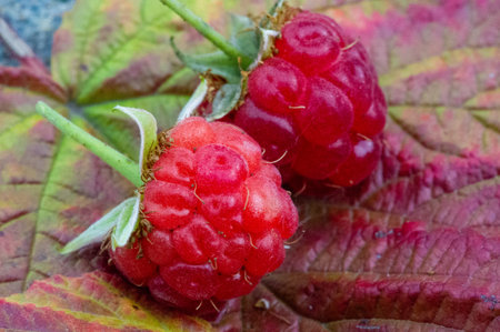 Raspberry. In late summer, native raspberries make their way from the fields to your refrigerator in...