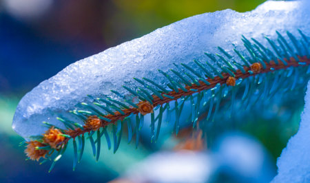 The first snow fell on autumn leaves. The most mysterious time of the year. Autumn wind and cold light cover some parts of the earth from the end of August.の写真素材