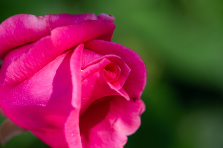 Garden rose. Shallow depth of field. Vitality fills the entire bouquet, fully opening into a large flower with a high center, ruffled petals, and an intoxicating scent of lavender.の写真素材
