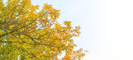 Autumn leaves on the branches of trees. In every change, in every falling leaf, there is some pain,...